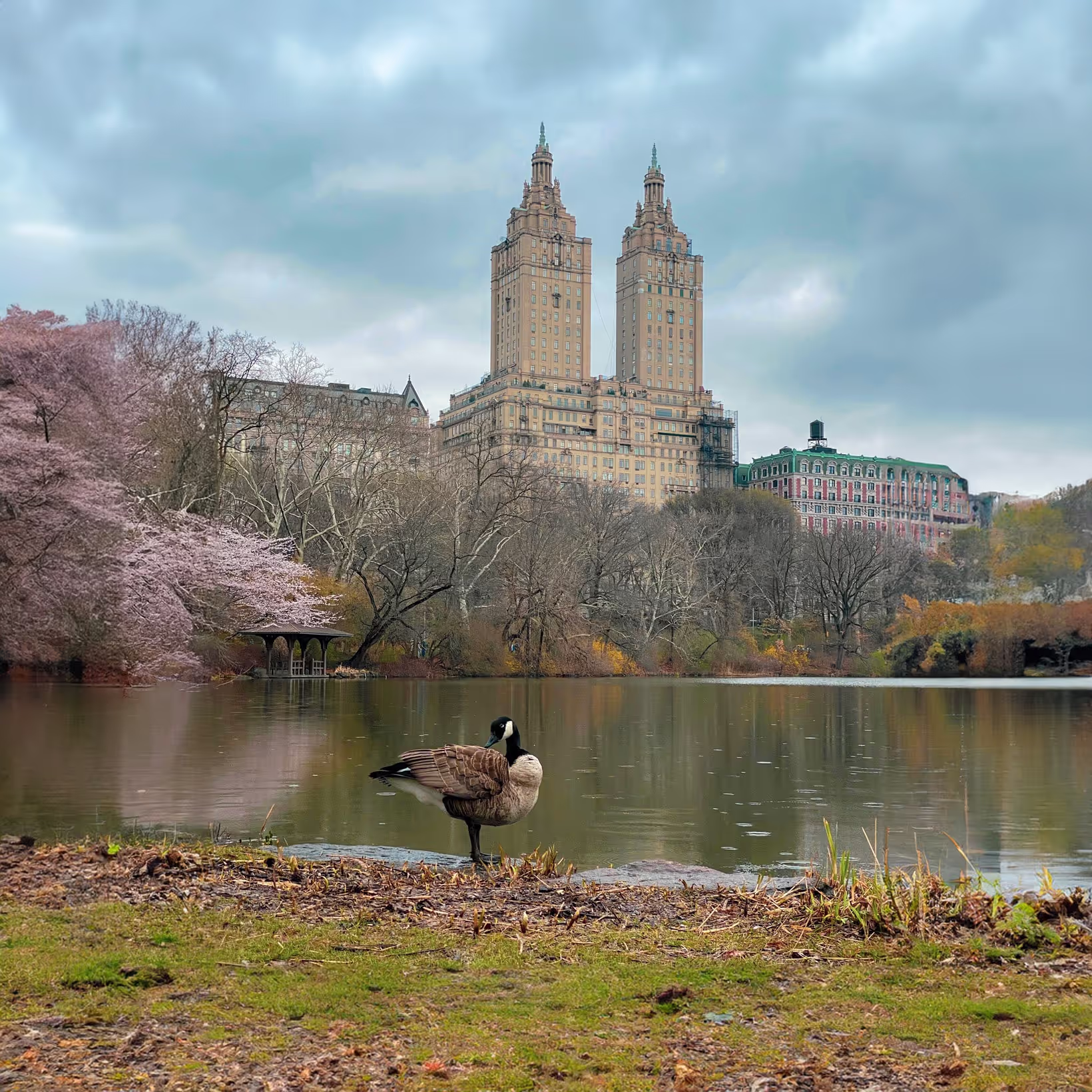 A goose in the center of the frame with central park and architecture in the background
