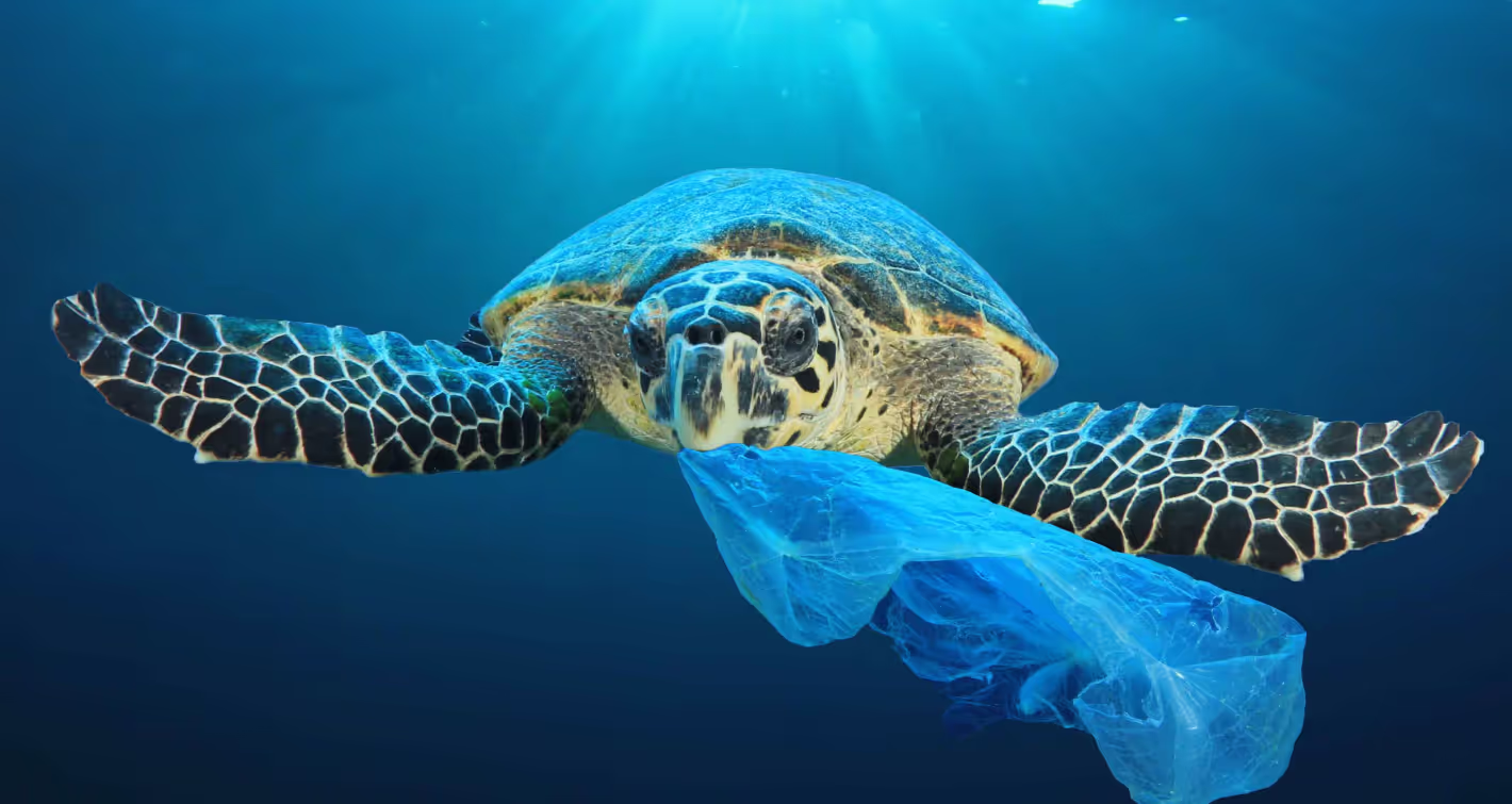 Turtle eating plastic bag